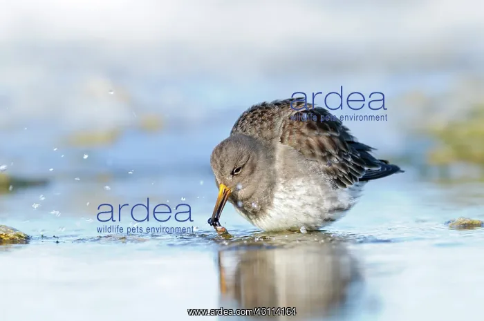 : Purple Sandpiper : Purple Sandpiper
