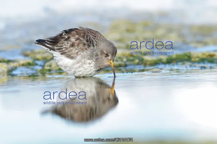 : Purple Sandpiper : Purple Sandpiper