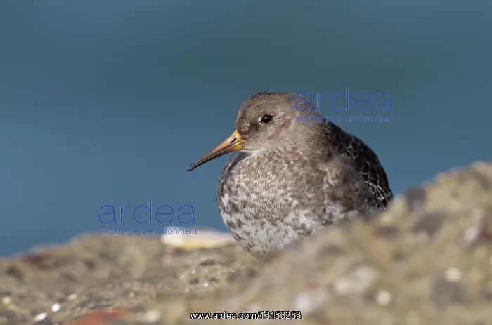 : Purple Sandpiper : Purple Sandpiper