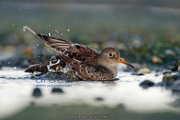 : Purple Sandpiper : Purple Sandpiper