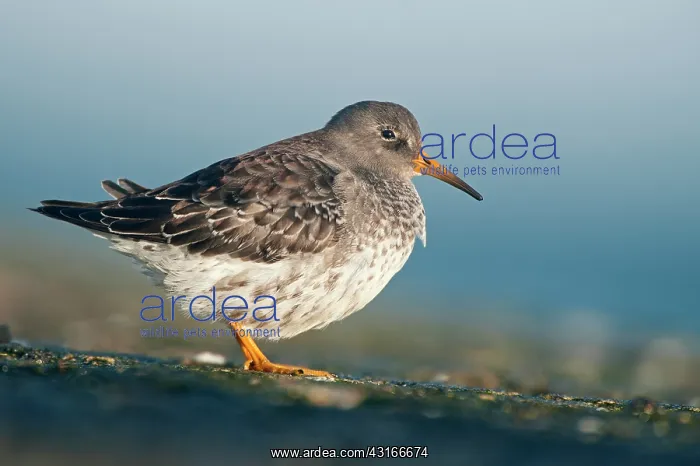 : Purple Sandpiper : Purple Sandpiper