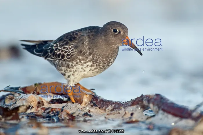 : Purple Sandpiper : Purple Sandpiper