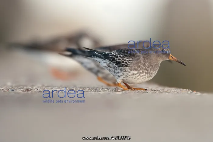 : Purple Sandpiper : Purple Sandpiper
