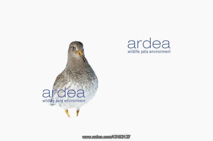 : Purple Sandpiper : Purple Sandpiper