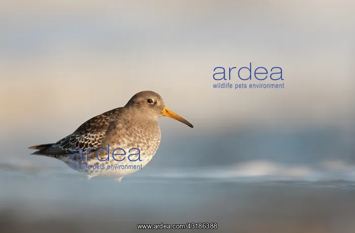 : Purple Sandpiper : Purple Sandpiper