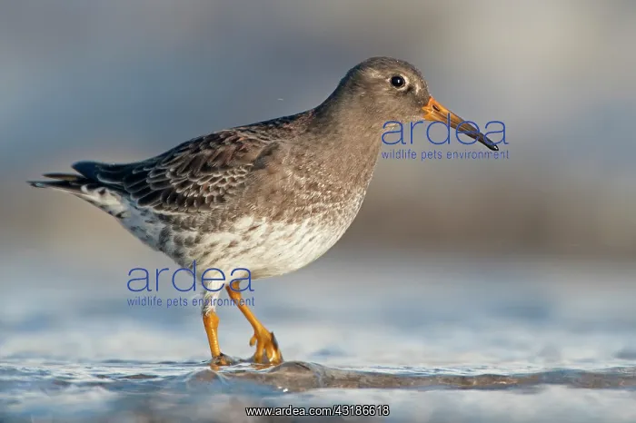 : Purple Sandpiper : Purple Sandpiper