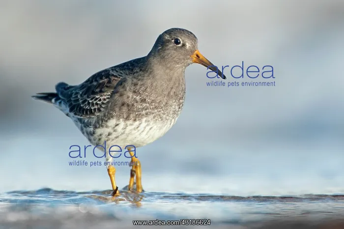 : Purple Sandpiper : Purple Sandpiper