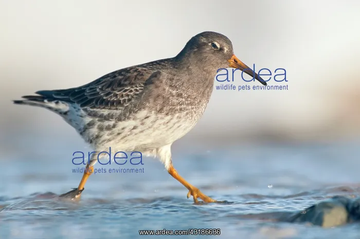 : Purple Sandpiper : Purple Sandpiper