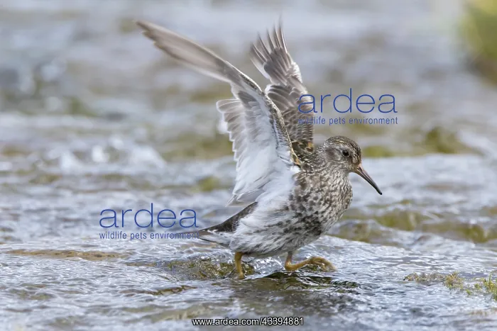 : Purple Sandpiper : Purple Sandpiper