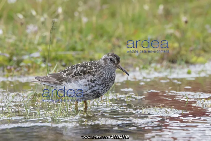 : Purple Sandpiper : Purple Sandpiper