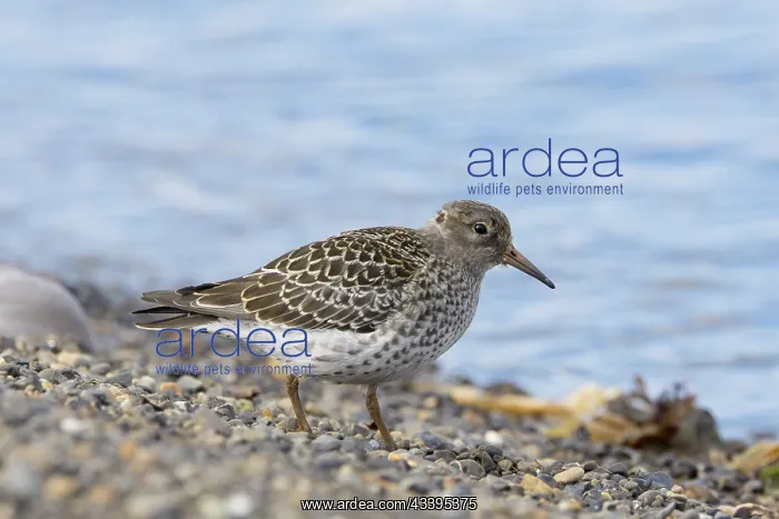 : Purple Sandpiper : Purple Sandpiper