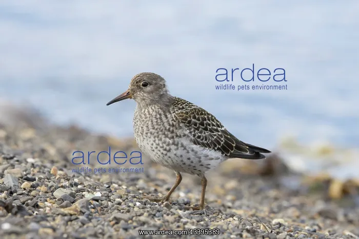 : Purple Sandpiper : Purple Sandpiper