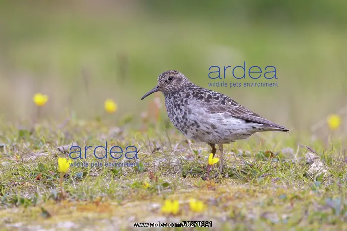 : Purple Sandpiper : Purple Sandpiper