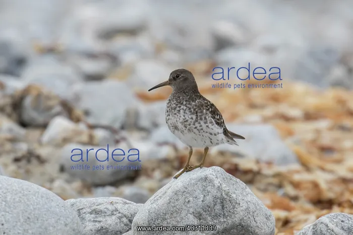 : Purple Sandpiper, - adult bird in breeding plumage : Purple Sandpiper, - adult bird in breeding plumage