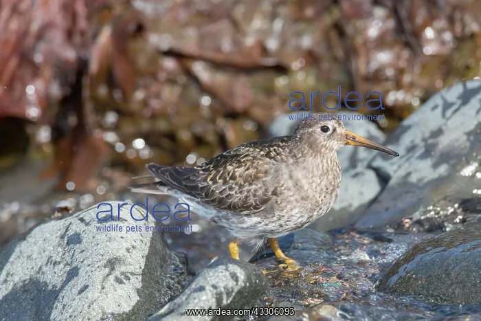 : Purple Sandpiper - adult in breeding pumage on kelp : Purple Sandpiper - adult in breeding pumage on kelp