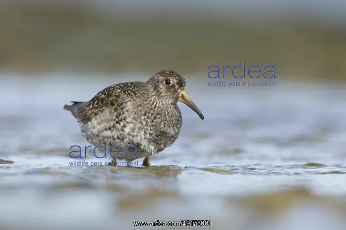 : Purple Sandpiper (Calidris maritima) : Purple Sandpiper (Calidris maritima)
