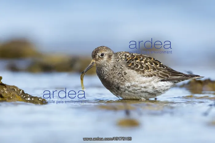 : Purple Sandpiper (Calidris maritima) foraging : Purple Sandpiper (Calidris maritima) foraging