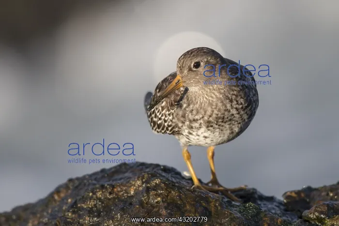 : Purple Sandpiper (Calidris maritima) foraging o : Purple Sandpiper (Calidris maritima) foraging o