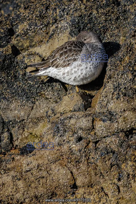 : Purple sandpiper (Calidris maritima) ~ resting on coastal rocks ~ Asturias : Purple sandpiper (Calidris maritima) ~ resting on coastal rocks ~ Asturias