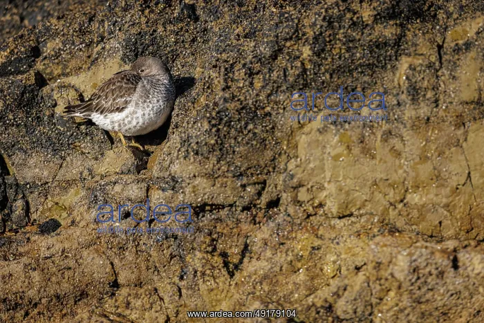 : Purple sandpiper (Calidris maritima) ~ resting on coastal rocks ~ Asturias : Purple sandpiper (Calidris maritima) ~ resting on coastal rocks ~ Asturias