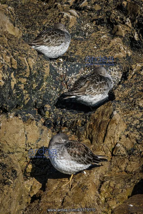 : Purple sandpiper (Calidris maritima) ~ resting on coastal rocks ~ Asturias : Purple sandpiper (Calidris maritima) ~ resting on coastal rocks ~ Asturias