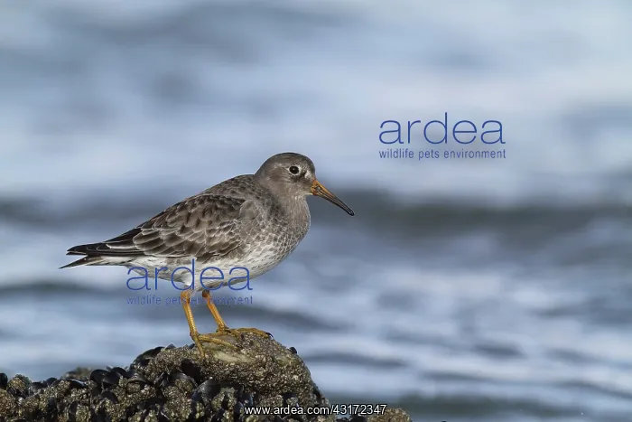 : Purple Sandpiper (Calidris maritima ) on a rock : Purple Sandpiper (Calidris maritima ) on a rock