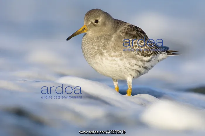 : Purple Sandpiper (Calidris maritima) standing i : Purple Sandpiper (Calidris maritima) standing i