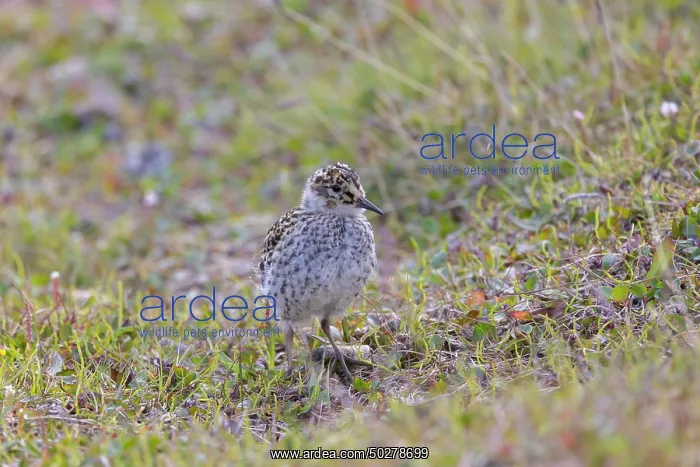 : Purple Sandpiper chick : Purple Sandpiper chick