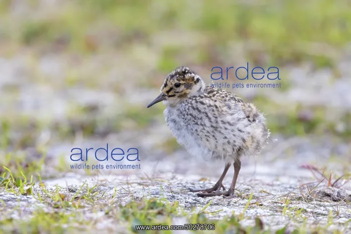 : Purple Sandpiper chick : Purple Sandpiper chick