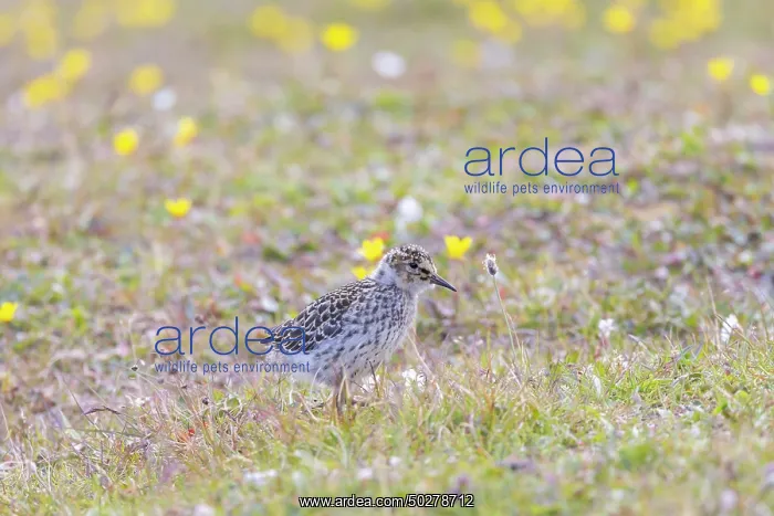 : Purple Sandpiper chick : Purple Sandpiper chick