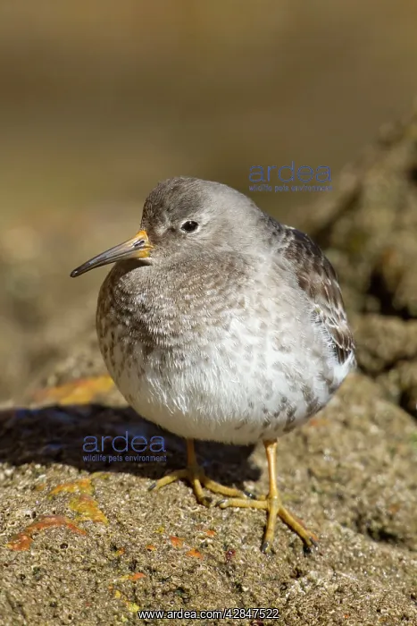 : Purple Sandpiper - at the coast : Purple Sandpiper - at the coast