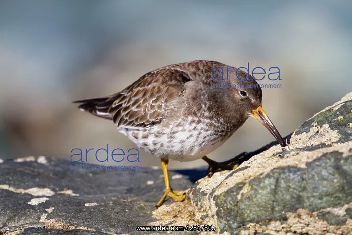 : Purple Sandpiper - at the coast : Purple Sandpiper - at the coast