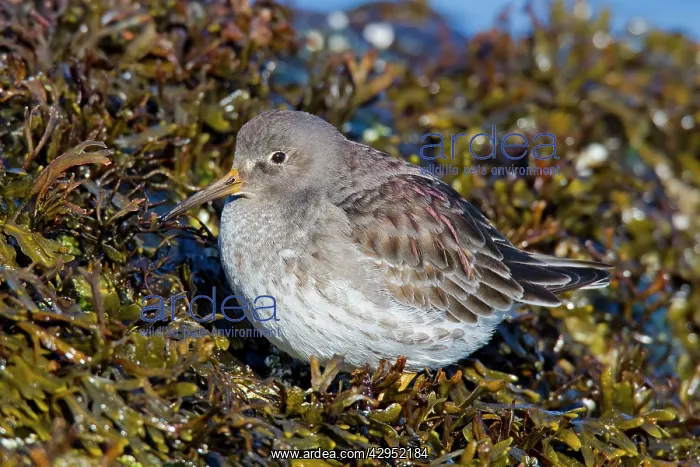 : Purple Sandpiper - February : Purple Sandpiper - February