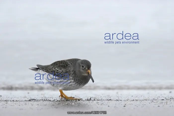 : Purple Sandpiper - feeding along shoreline : Purple Sandpiper - feeding along shoreline