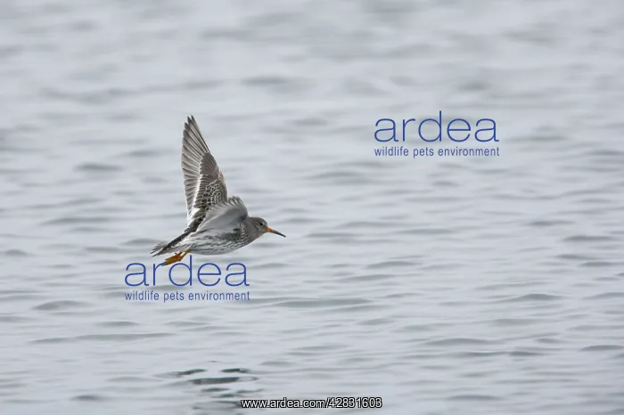 : Purple Sandpiper - in flight : Purple Sandpiper - in flight