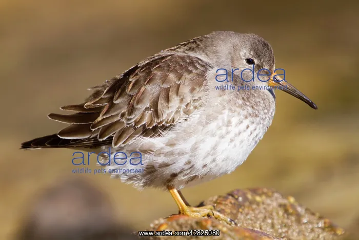 : Purple Sandpiper - Penzance : Purple Sandpiper - Penzance