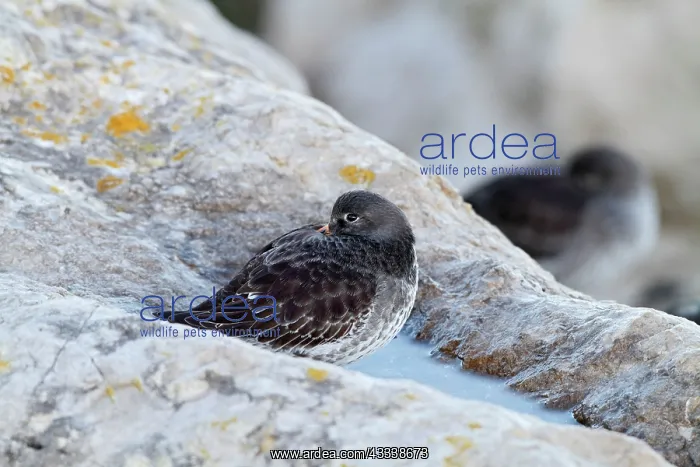 : Purple Sandpiper - resting : Purple Sandpiper - resting