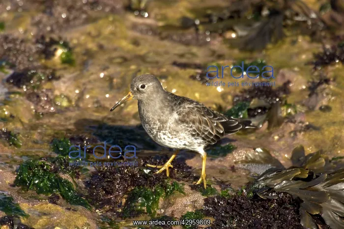 : Purple Sandpiper - standing on seaweed covered rock : Purple Sandpiper - standing on seaweed covered rock