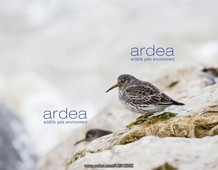 : Purple sandpiper - waiting for the tide : Purple sandpiper - waiting for the tide