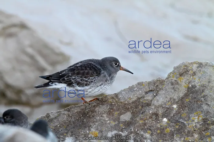 : Purple Sandpiper - waiting for tide : Purple Sandpiper - waiting for tide