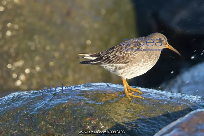 : Purple Sandpiper winter : Purple Sandpiper winter