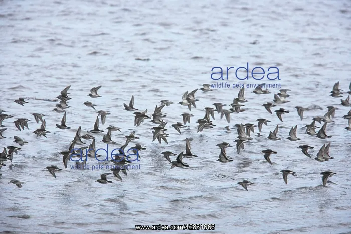 : Purple Sandpiper - winter flock in flight : Purple Sandpiper - winter flock in flight