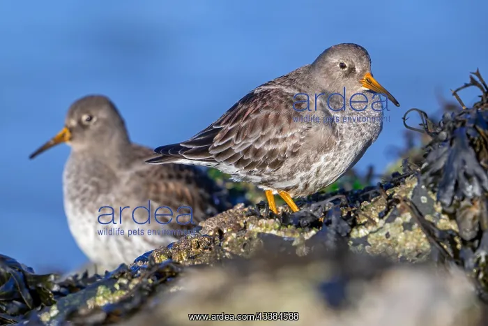 : Two purple sandpipers (Calidris maritima) in non-breeding : Two purple sandpipers (Calidris maritima) in non-breeding