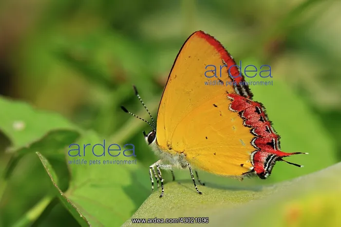 : Purple Sapphire Butterfly : Purple Sapphire Butterfly