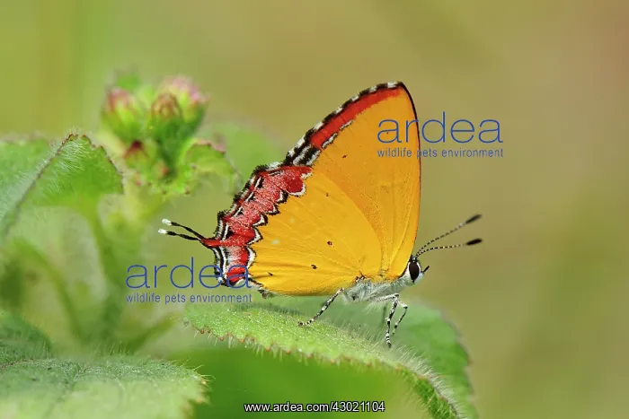 : Purple Sapphire Butterfly : Purple Sapphire Butterfly