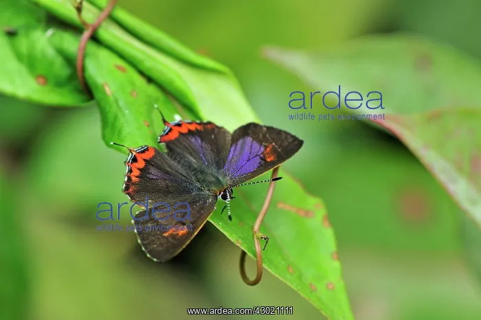 : Purple Sapphire Butterfly : Purple Sapphire Butterfly