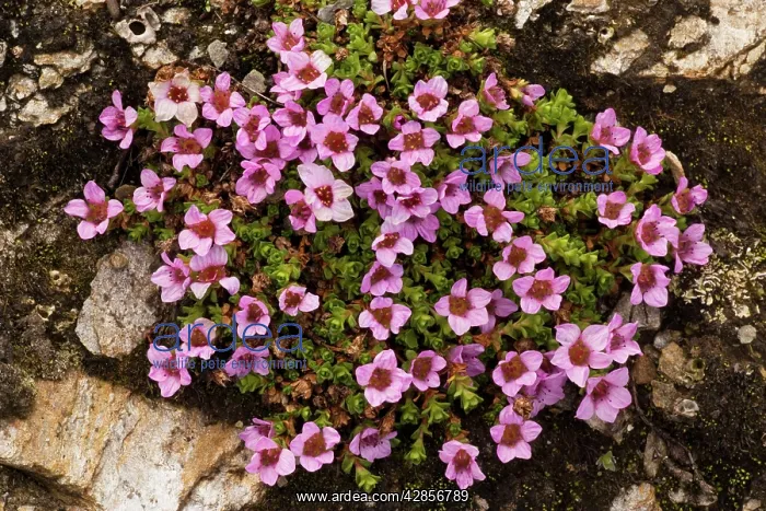 : Purple saxifrage : Purple saxifrage