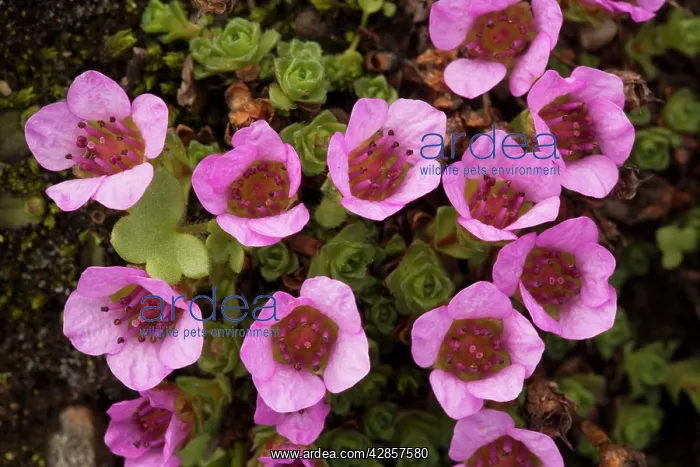 : Purple saxifrage : Purple saxifrage