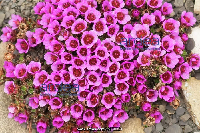 : Purple saxifrage, aka purple Mountain Saxifrage. Arctic : Purple saxifrage, aka purple Mountain Saxifrage. Arctic