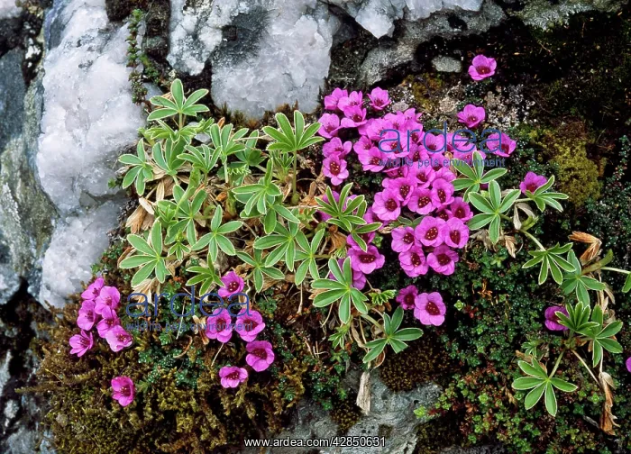 : Purple Saxifrage - with Alpine Ladies Mantle : Purple Saxifrage - with Alpine Ladies Mantle